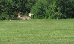 Coyotes In The Field.jpg